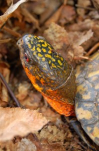 boxturtle