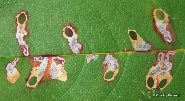 Leaf mines of Coptodisca splendoriferella (Heliozelidae) in a leaf of black cherry (Prunus serotina).